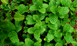 एपल मिंट रोप